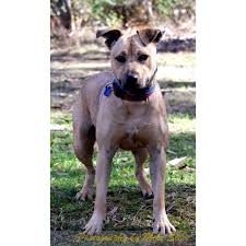 It was given the name staffordshire in reference to an area where it was very popular, to differentiate. Evie Medium Female Staffordshire Bull Terrier X Australian Kelpie Mix Dog In Nsw Petrescue