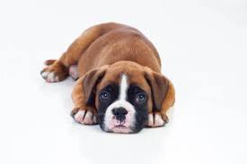 Their loyalty, affection, intelligence, work ethics, and good looks attract people and that we are certified akc ultimate boxer puppies home breeder club… a loving. How Much Is A Boxer Puppy And Adult Dog With Calculator Petbudget Pet Costs Saving Tips