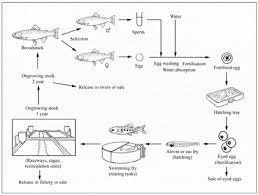 How To Farm Rainbow Trout The Fish Site