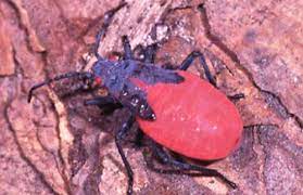 Florida red and black weaver bug. Scentless Plant Bugs Jadera Spp