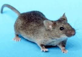Image result for a cute baby mouse