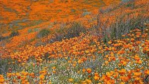 16.05.2020 · walker canyon in lake elsinore was the home of the poppy super bloom for 2019, and by now, you have no doubt heard all about this amazing natural event. Superbloom Starting In Lake Elsinore S Poppy Fields Definitely Los Angeles Times