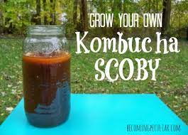 brewing kombucha without a scoby