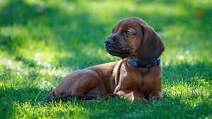 worms in dogs causes symptoms