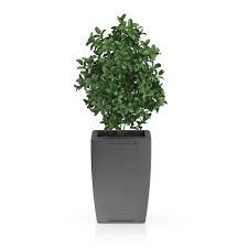 Plant In Rectangular Pot 3d Model By