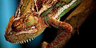 how do chameleons change colors wired