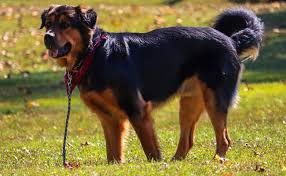 A combo of the noble german shepherd and powerful rottweiler, the shepweiler brings together the best of both worlds. German Shepherd Rottweiler Mix Is This The Right Crossbreed For You
