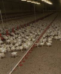 Kronfågel är sveriges marknadsledande kycklingproducent. Mlasbkkqeofugm