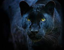 Win cape town city fc 3:1.in this season games all leagues the most goals scored players: Rare African Black Leopard Spotted In Kenya World Report Us News