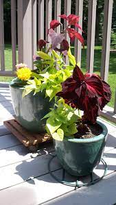 The Benefits Of Container Gardening