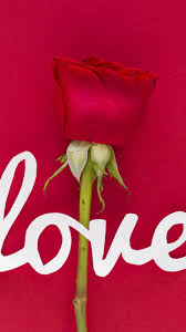 love red rose wallpaper 43103 baltana