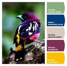 نتيجة بحث الصور عن تناسق الألوان عن طريق الطيور