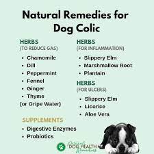 dog colic symptoms how to relieve gas