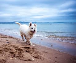 dog friendly beaches in south carolina