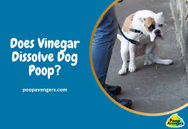 does vinegar dissolve dog my