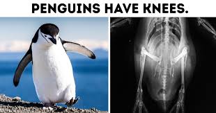 Emperor penguins are the largest penguins in the world. 20 Fun Facts About Penguins We Didn T Learn In Biology Class