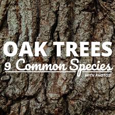 common types of oak trees with bark