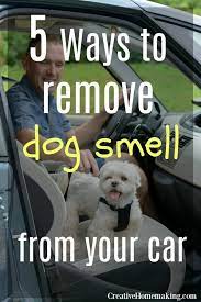 5 ways to get dog smell out of your car