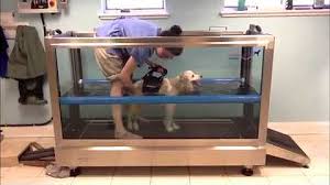 We strongly believe that a visit to the vet should not be stressful to you or your pet. All Pets Vet Hospital Youtube
