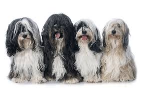 Many tibetan terrier puppies are born in these puppy mills. Tibetan Terriers For Sale