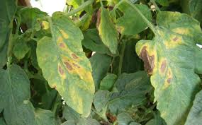 late blight in tomatoes and potatoes