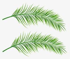 palm fronds png images free