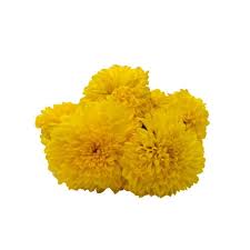 Images home curated collections photos vectors offset imagescategories. Yellow Marigold Flower Samanthi Rs 50 Kg Karthick Enterprises Id 21586664691