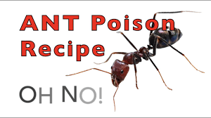 quick tip home made ant poison recipe