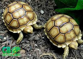 sulcata tortoise care sheet african