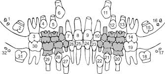 4 Dental Cast Analysis In The Mixed Dentition Pocket Dentistry