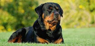 the 14 most dangerous dog breeds