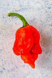 trinidad scorpion pepper chili pepper