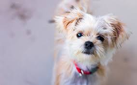 Shorkie Is The Shih Tzu Yorkshire Terrier Mix The Perfect