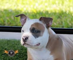 Caring For Your American Bully Bully King Magazine