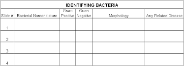 What Does My Bacteria Look Like