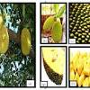 Oil From Jackfruit Seeds