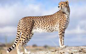 cheetah wallpapers hd pictures