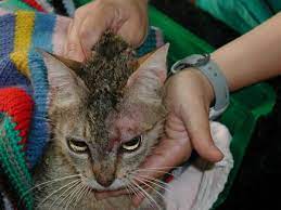 cat losing hair feline alocepia