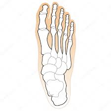 Bones Of The Human Foot Stock Vector Gleighly 8372921