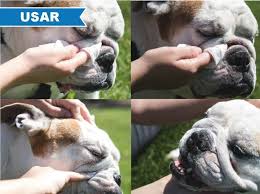 He is so pleased and calls this the miracle ointment. Squishface Wrinkle Paste Cleans Wrinkles Tear Stains Tail Pockets Anti Itch Dog Ebay