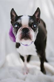 Skin and coat changes, such as hair loss, excessive shedding, excessive dandruff, a dry or dull coat and hyperpigmented skin. Senior Pets Signs Our Companions Are Aging Veazie Vet
