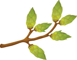 A branch with green buds. Spring illustration depicting a green tree branch  with swollen buds. Vector illustration isolated on a white background  15034417 Vector Art at Vecteezy