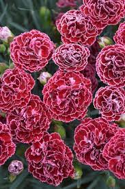 red flowers for a gorgeous garden