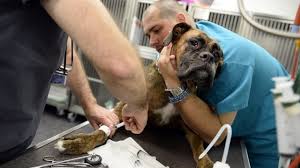 How a dog becomes overweight. Lymphoma In Dogs Types Causes Symptoms And Treatments Dogtime