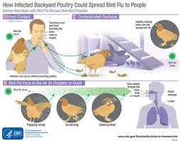 Bird flu (also known as avian influenza or hpai h5) is a viral disease that affects wild birds, captive wild birds and domestic poultry (including backyard chickens). Avian Influenza A Virus Infections In Humans Avian Influenza Flu