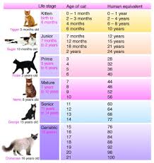 6 Stages Of Cats And What Age Your Cat Is In Human Years