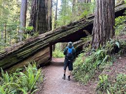 exploring redwood national park