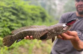 can you eat snakehead fish outdoor life