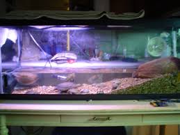 Robyn S Turtle Tank Page
