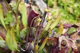Pitcher Plant Pruning When And How To Prune A Pitcher Plant